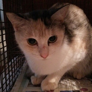 推定１歳パステル三毛その１