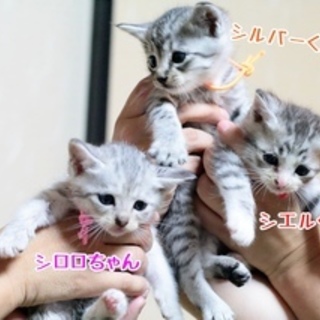 可愛いパステル兄妹★生後1か月過ぎ★甘えんぼ