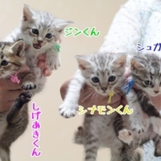 可愛いパステル系兄弟★生後1か月過ぎ★甘えんぼ