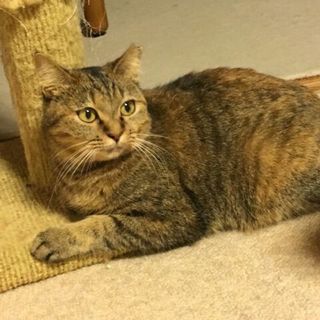 ドラえもん体形推定２歳の女の子