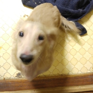 甘えん坊なMダックス血統書付き8歳★愛知県