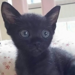 生後2ヶ月　人馴れ◎　ブラックスモークの女の子