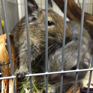 デグー姉妹、チンチラブラックベルベット♀