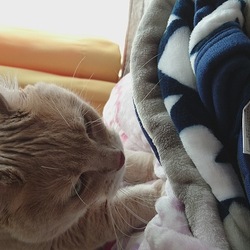 「揉む主義」サムネイル1