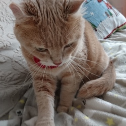 「揉む主義」サムネイル2