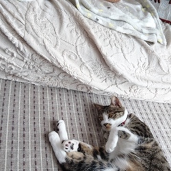 「揉む主義」サムネイル3