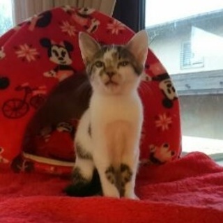 ４ヶ月のキウイ君♪脚がハートマーク