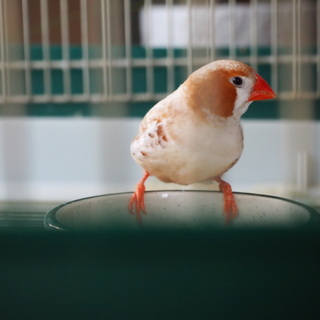 キンカチョウ　募集一旦停止