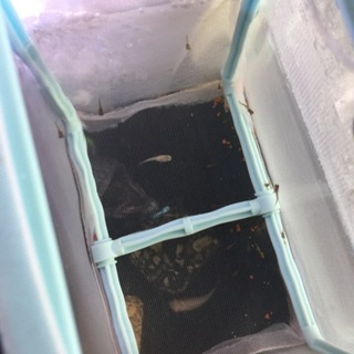 グッピー、稚魚。