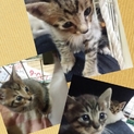 生後約２ヶ月くらいの仔猫ちゃん