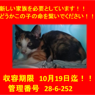 里親決定しました☆(*^-^*)