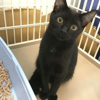 推定５ヶ月黒猫の男の子その２