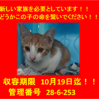 里親決定しました☆(*^-^*)に