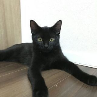 推定５ヶ月黒猫の男の子その３