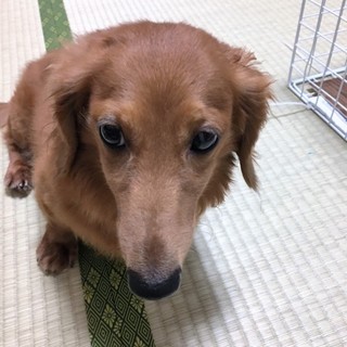 ミニチュアダックスフンド　6歳　男の子ロング