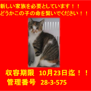 期限10月23日迄！上品な顔立ちの三毛ちゃん☆