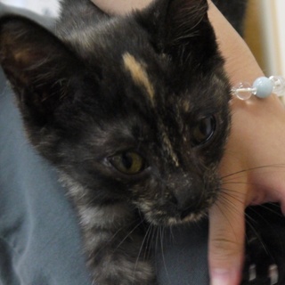 ４ヶ月サビ猫うりちゃん里親募集