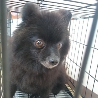 黒ポメさん♀