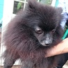 黒ポメさん♀ サムネイル2