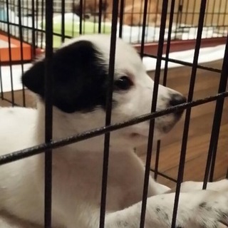 ありがとうございます。兄弟ビクターとピース