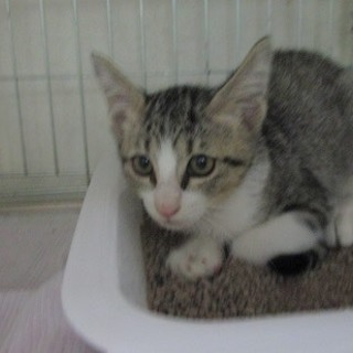 保護主様決定！里親応募は福ねこハウスさんへ！