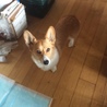 Wako hana