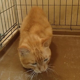 保護主様決定！里親応募は福ねこハウスさんへ！