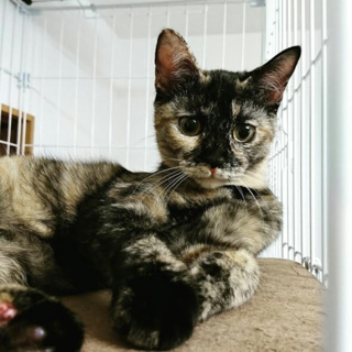 ぶっとびおてんばサヤ