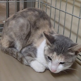 保護主様決定！里親応募は福ねこハウスさんへ！