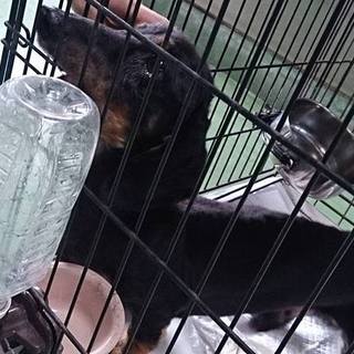 【感謝】持込ダックス。里親様決まりました！