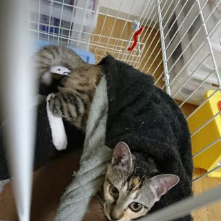 べっぴん甘えんぼさん「みくる」