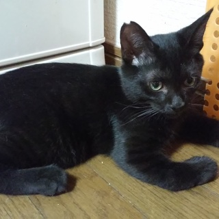 いつでもご機嫌 かわいい3兄弟