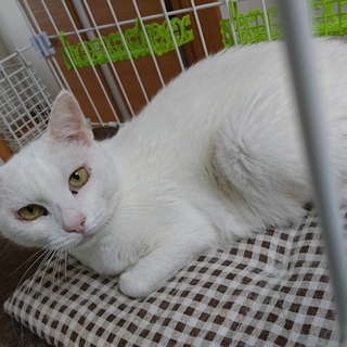 さくらちゃんになりました♪