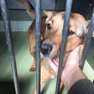 人懐こい甘えん坊、きれいな仔です！