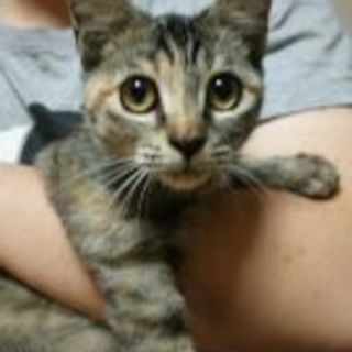 代理掲載・とらみちゃん