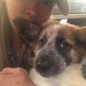 野犬の子犬