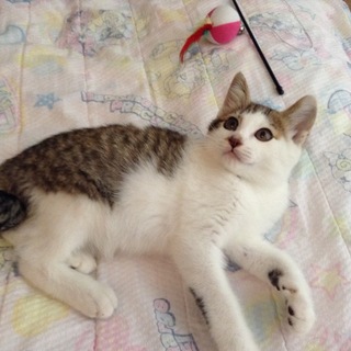 穏やかでかわいい白キジ♂ ＊里親様決定＊H29.4