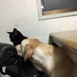 犬の居ぬ間に・・・