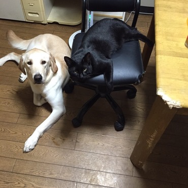 ねぇ、ご飯まだですか？