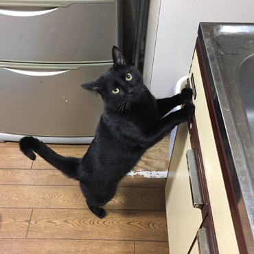 お手伝いすることありますかにゃ？