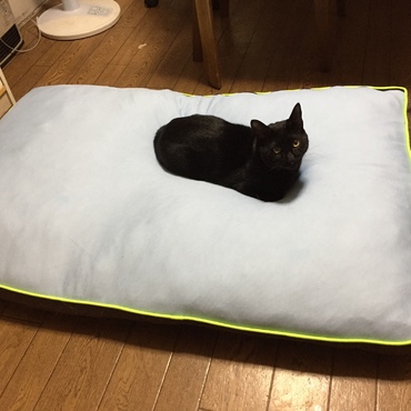 コルトの居ぬ間にベッドを独り占め！