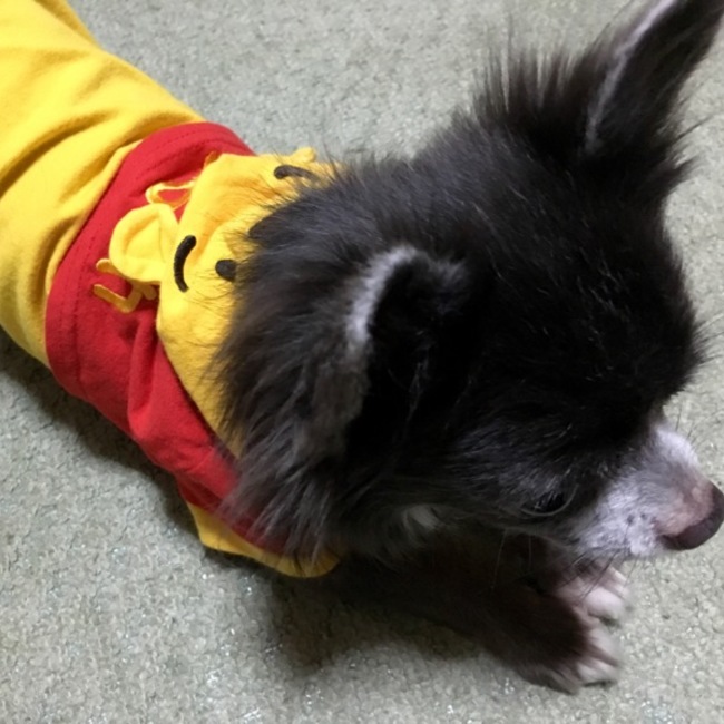 はなーはなのカバー写真