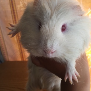 オスのモルモット