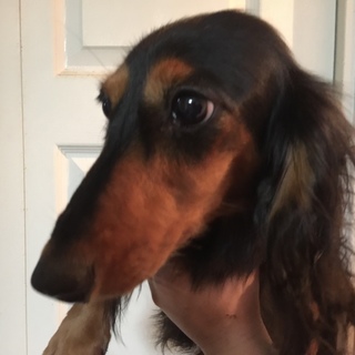 【二重投稿】懐こく可愛いブラタンママ♀