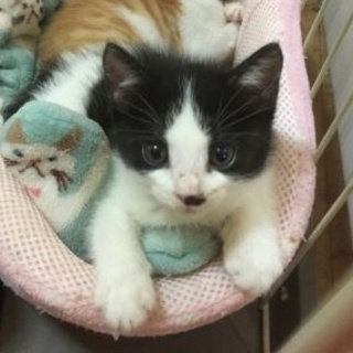 生後１ヶ月のはちわれ王子