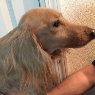 【ブリーダー引退】人懐こいクリーム♀