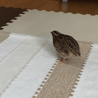 並うずら　オス　８月18日生まれ　1羽