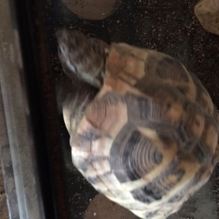 里親様決定しました