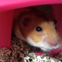 可愛いゴールデンハムスター