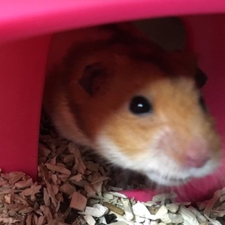 可愛いゴールデンハムスター